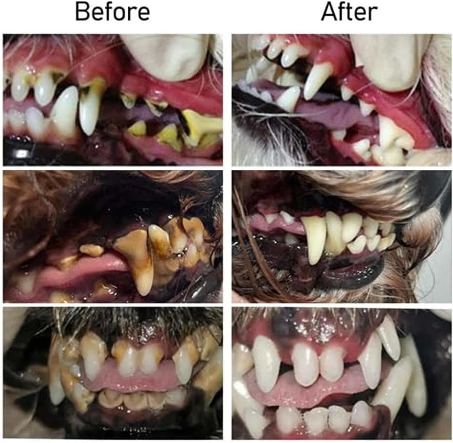 OralGlow™ – La solution ultime pour des dents saines et une haleine fraîche de votre animal [1 + 1 Gratuit]
