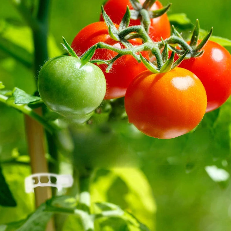 Clips de Support pour Plantes – Fixation Douce et Réutilisable