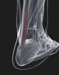 Attelle de Nuit pour Fascia Plantaire – Étirement Doux du Pied